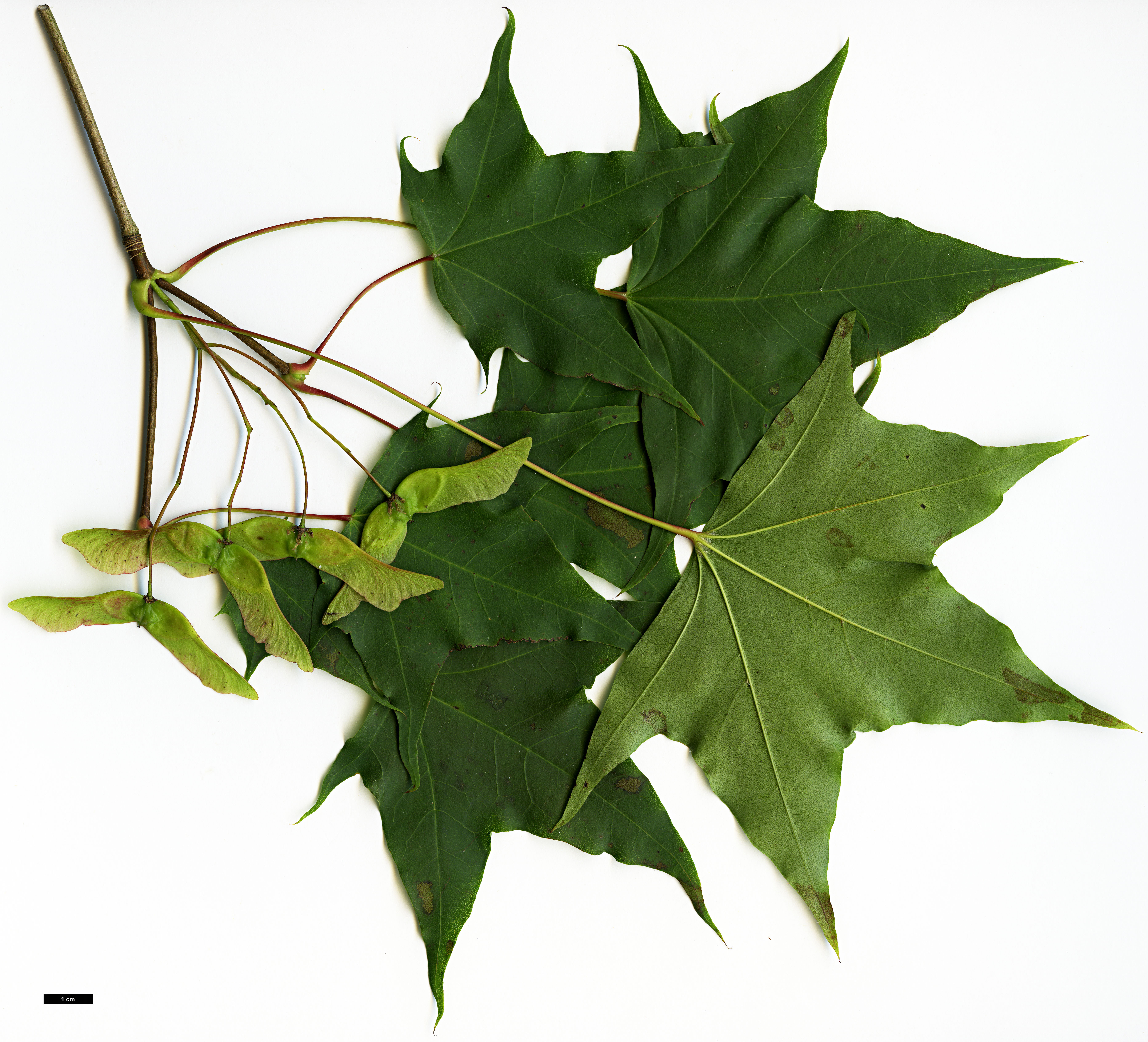 High resolution image: Family: Sapindaceae - Genus: Acer - Taxon: pictum - SpeciesSub: subsp. macropterum High resolution image: Family: Sapindaceae - Genus: Acer - Taxon: pictum - SpeciesSub: subsp. macropterum